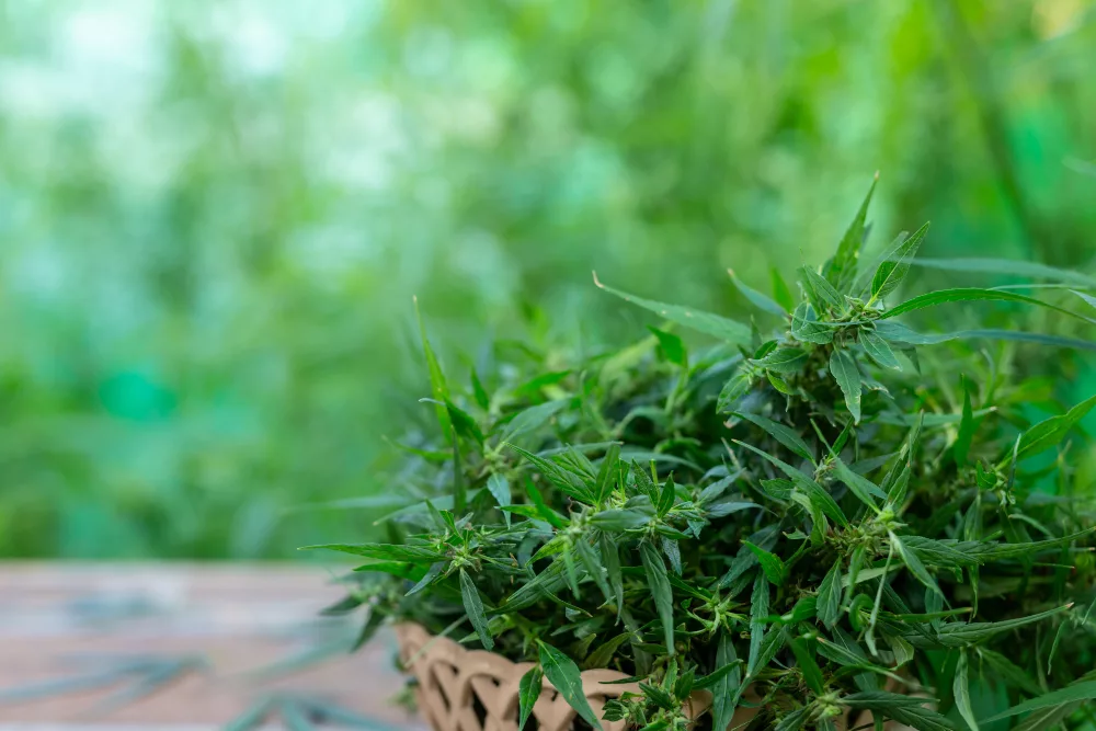 cannabis : légal en suisse ?
