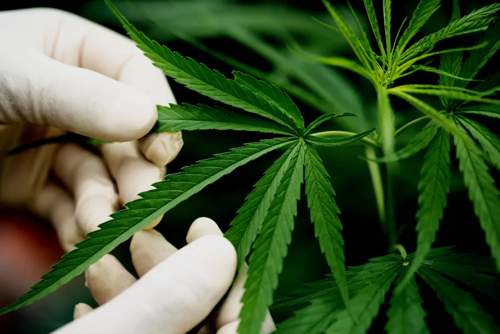 le cannabidiol est-il légal en suisse ?