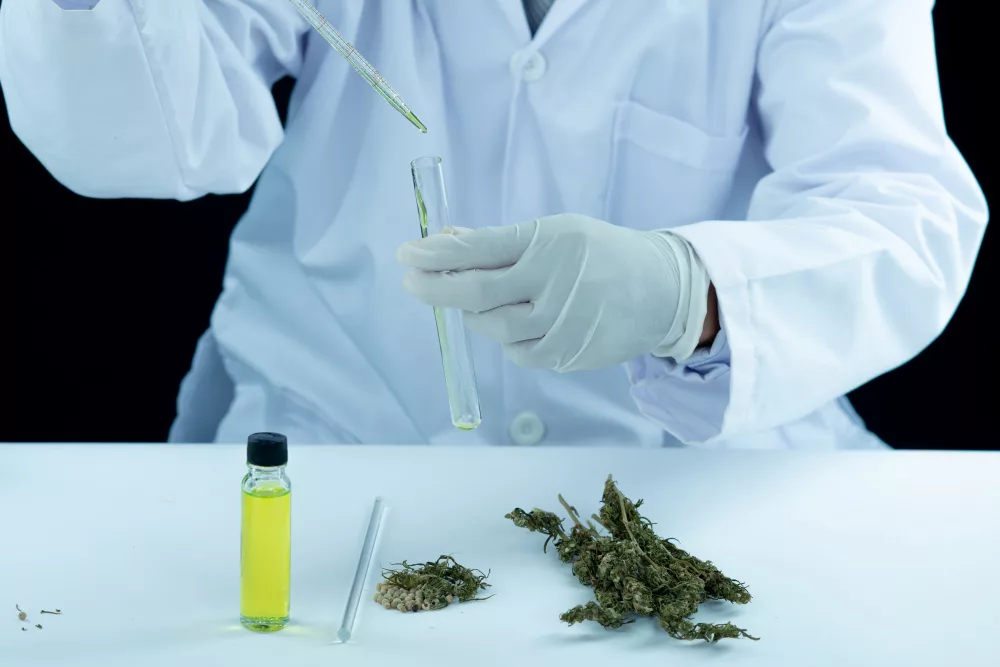 pourquoi choisir du cannabis suisse ?