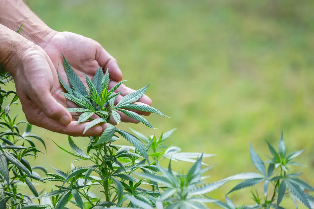 des plants de cbd