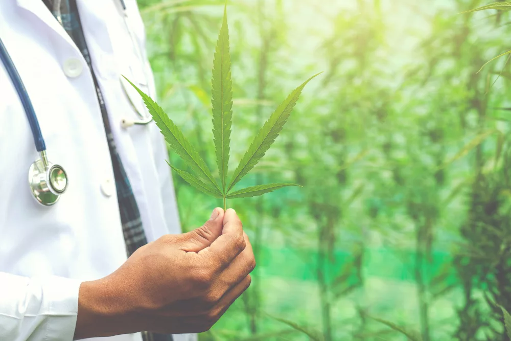 qui peut acheter des fleurs de cbd en france ?