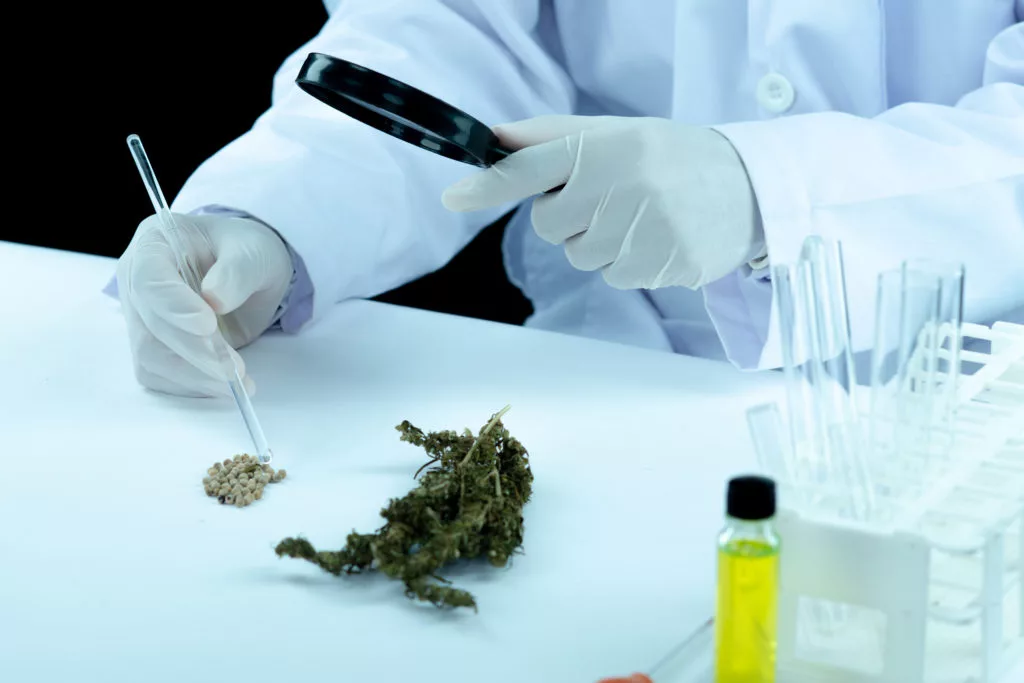 doctor hand hold and offer to patient medical marijuana and oil 1024x683 1 jpg