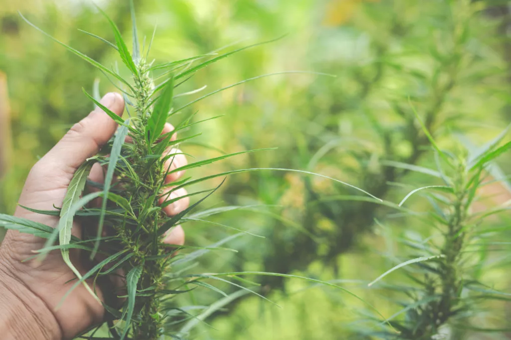 Bauern halten Marihuana-Cannabis-Bäume auf ihren Farmen 1024x683 1 jpg