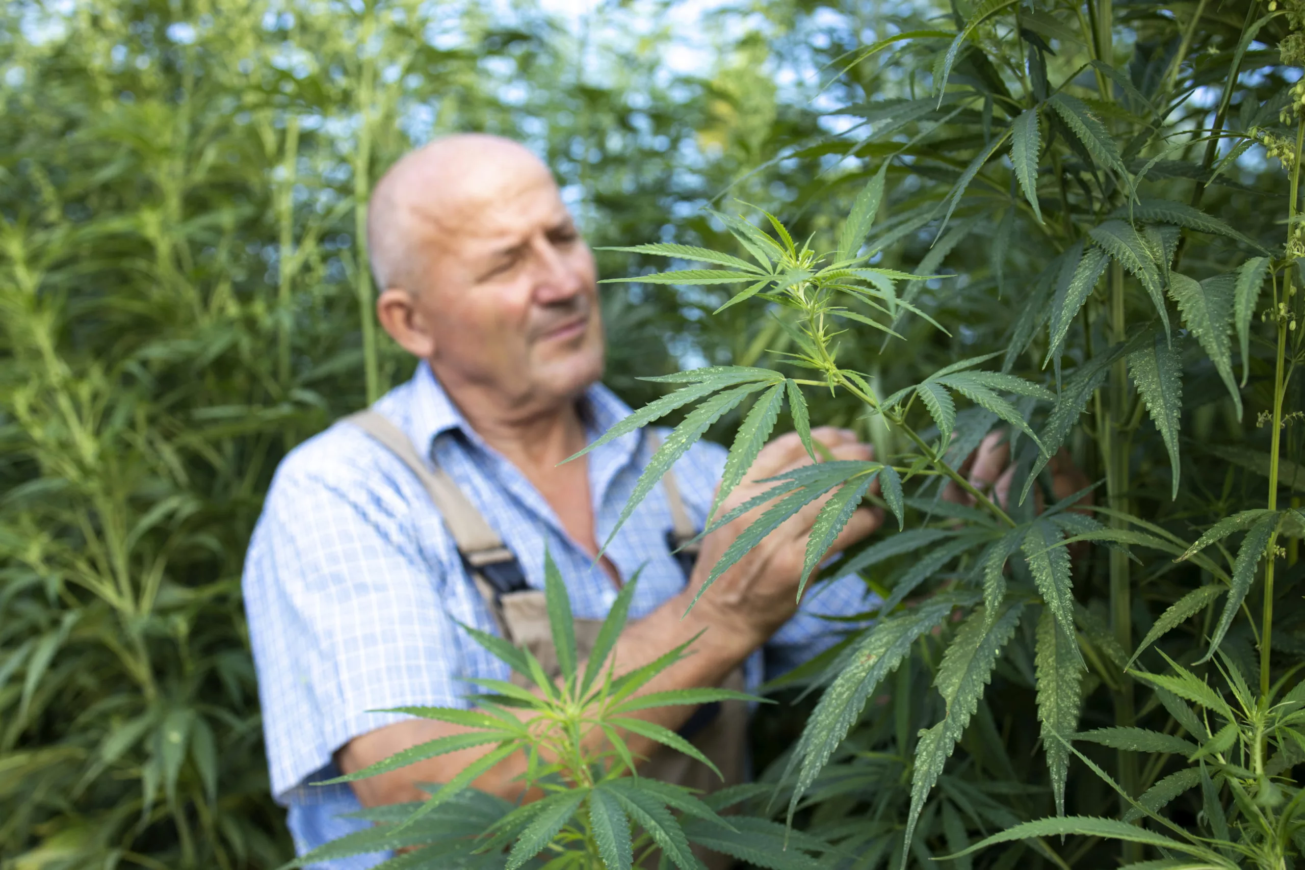 Agronomist checking quality of cannabis or hemp leaves in the field.