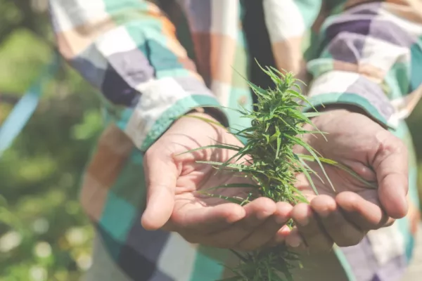 Cannabis : comment distinguer les plants mâles et femelles ?