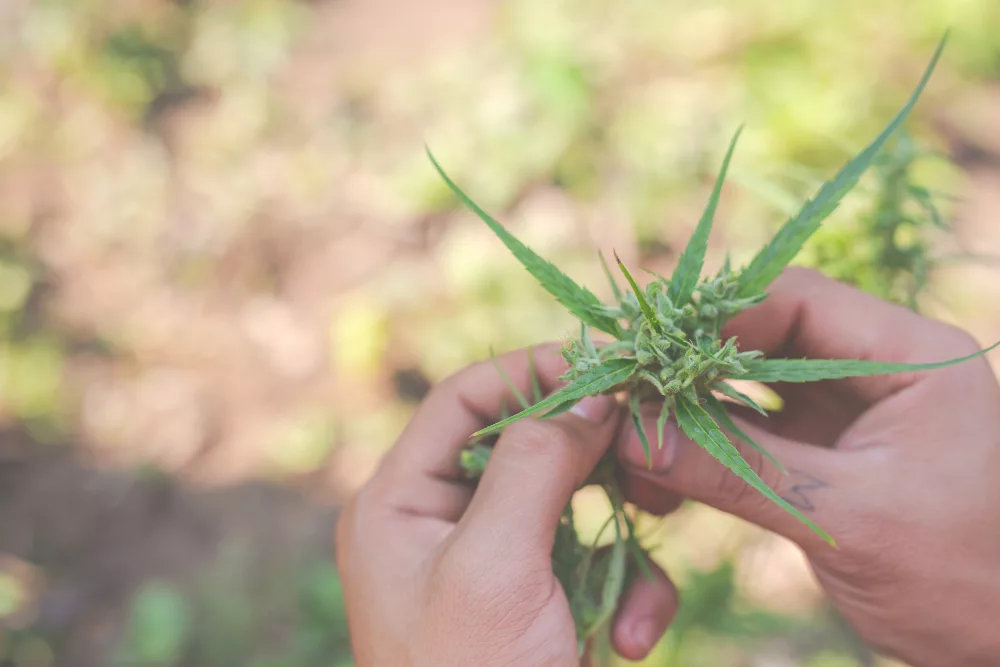différences entre cannabis mâle ou femelle