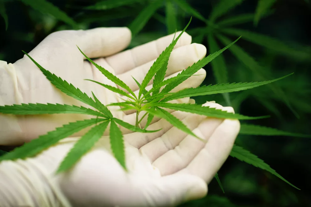 savoir identifier le cannabis mâle ou femelle