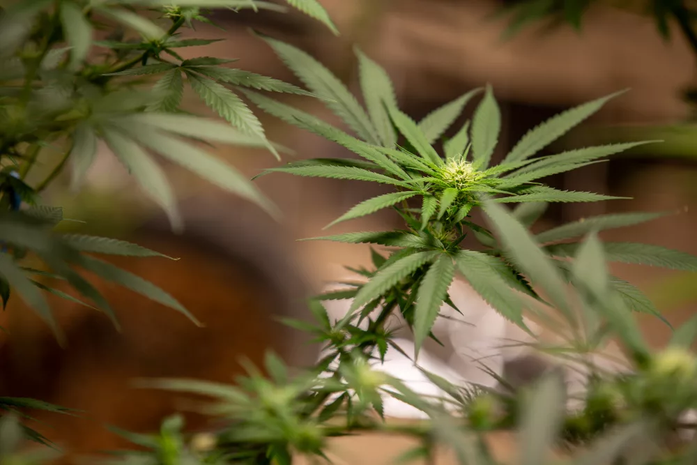 reconnaître un cannabis mâle ou femelle