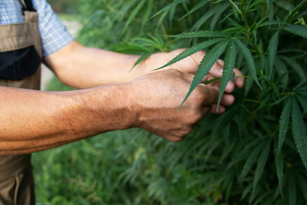 cannabis mâle ou femelle