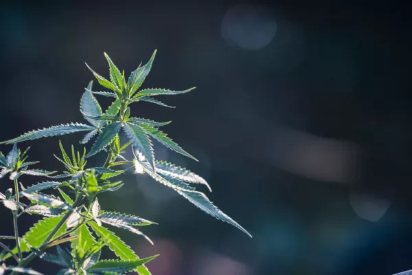 Cannabis : comment distinguer les plants mâles et femelles ?