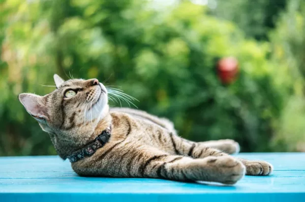 Haargenau: Alles über spezielles CBD für Katzen