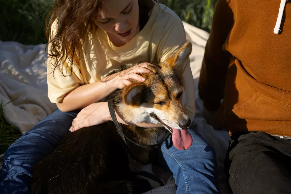 cbd canine