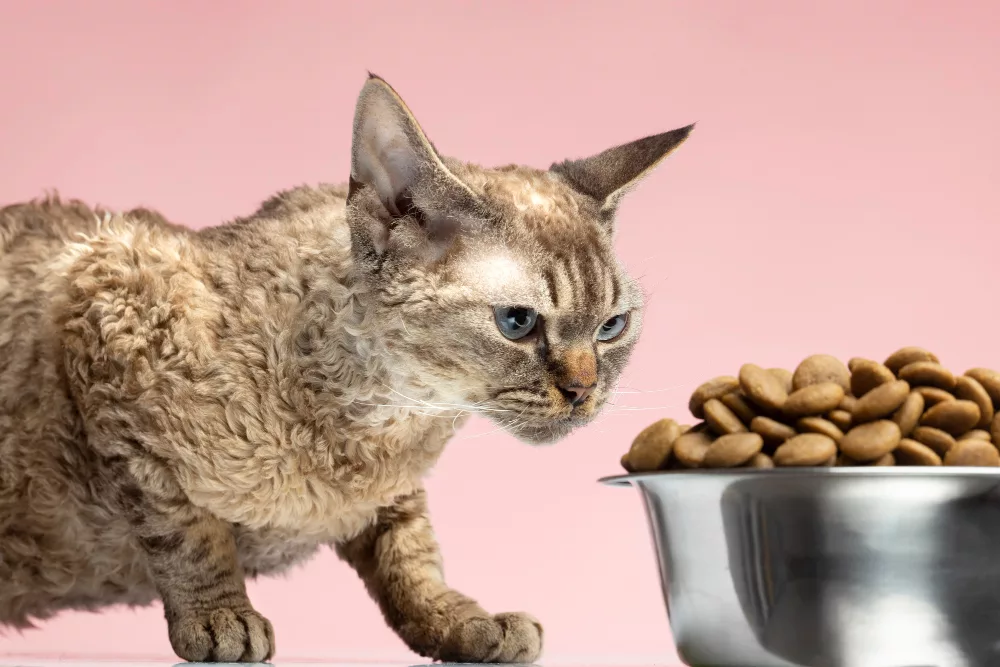 qu’est-ce que le cbd pour chat ?