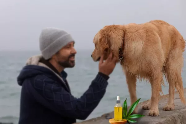 tout ce que vous devez savoir à propos du cbd pour chien