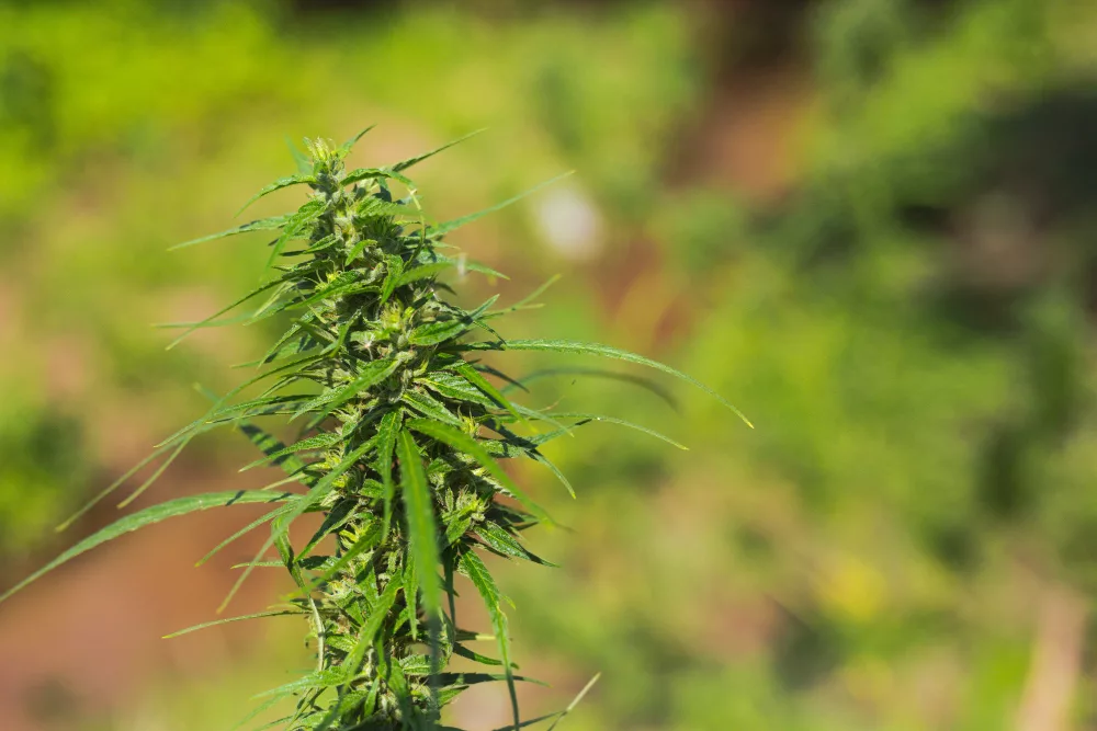 meilleures fleurs cbd bio