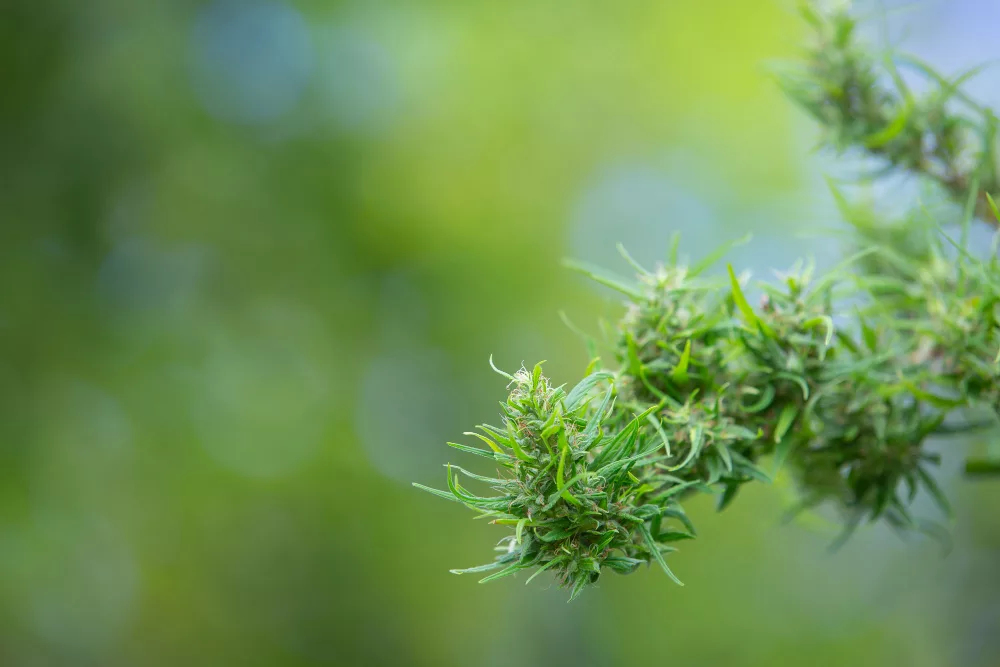 fleurs cbd bio