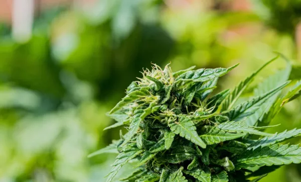 Bio CBD-Blüten: Ein umfassender Leitfaden für natürliches Wohlbefinden