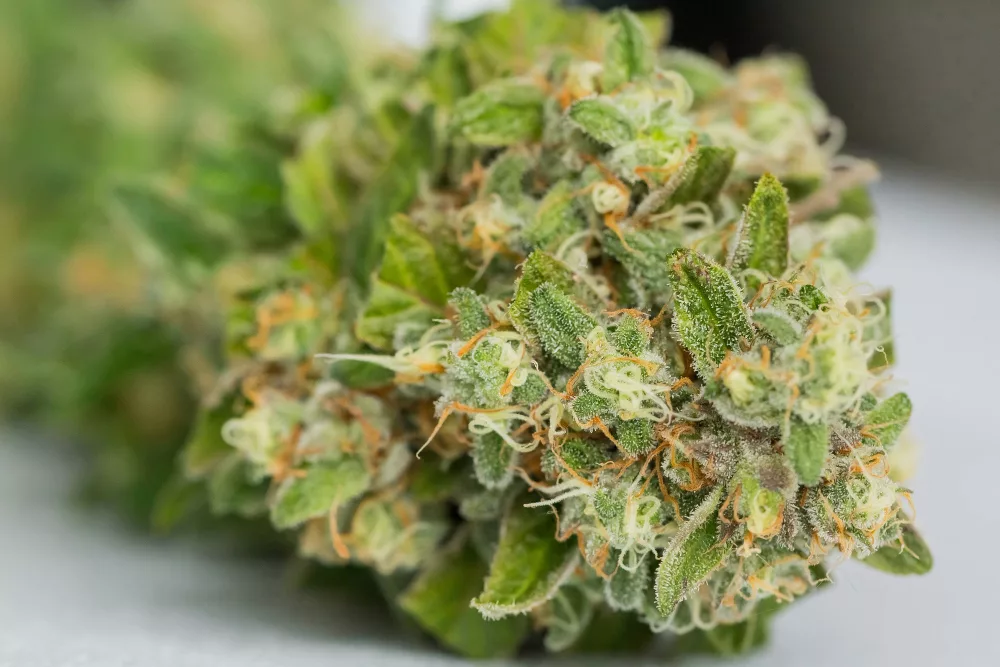 choisir des fleurs cbd bio