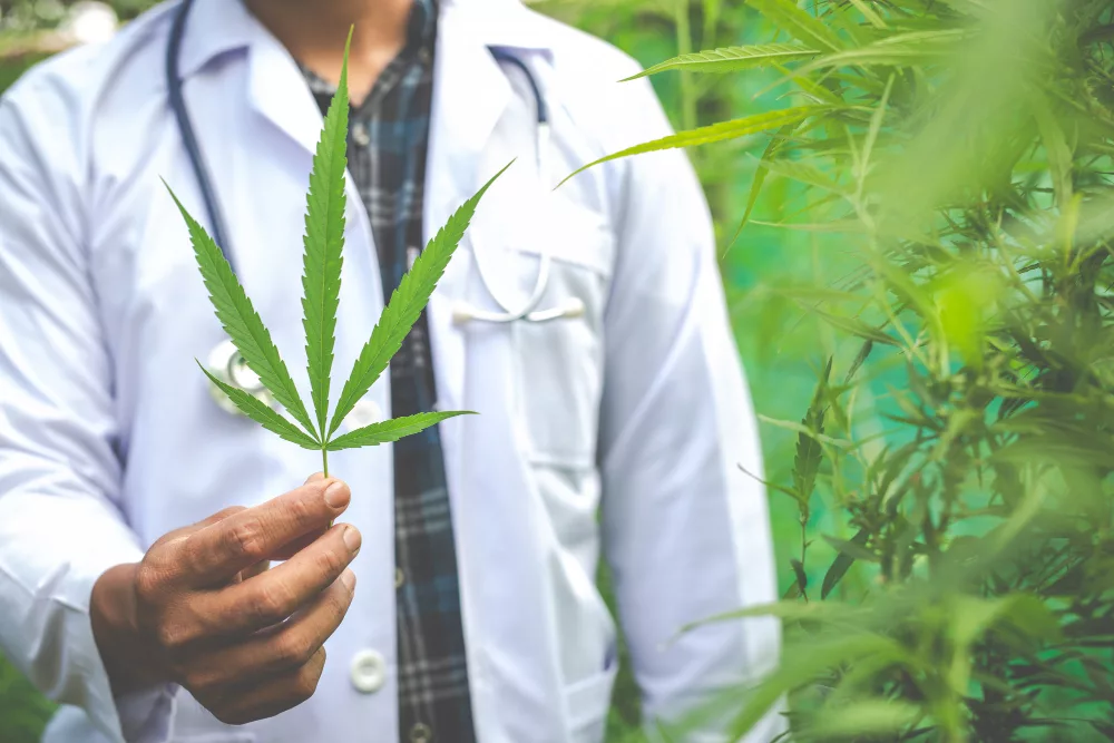 cannabidiol bio de qualité