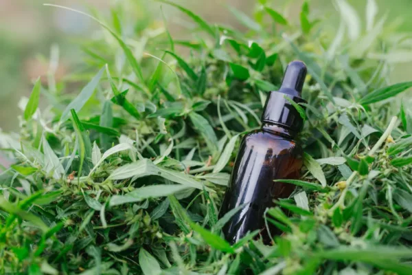 Cannabidiol bio : pourquoi choisir un CBD issu de l’agriculture biologique ?
