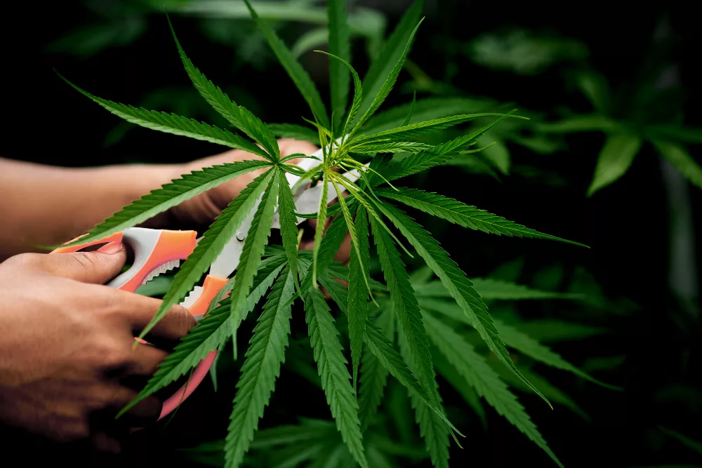 obtenir un cannabidiol bio