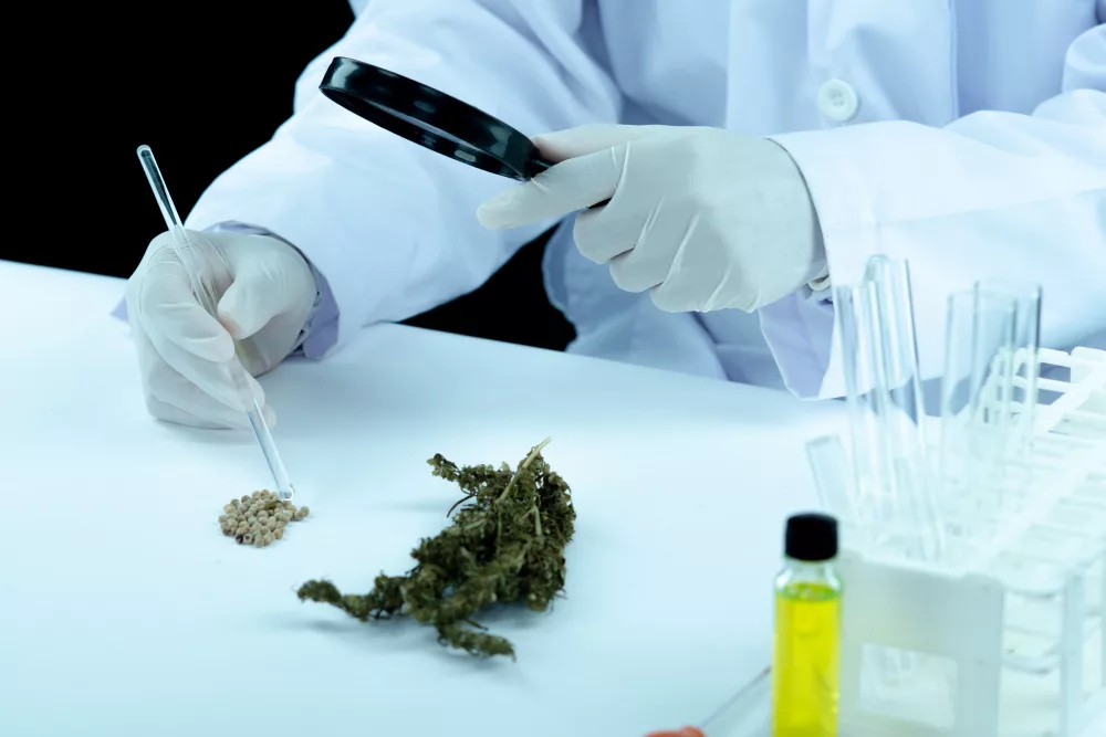 cannabis médical prix et test