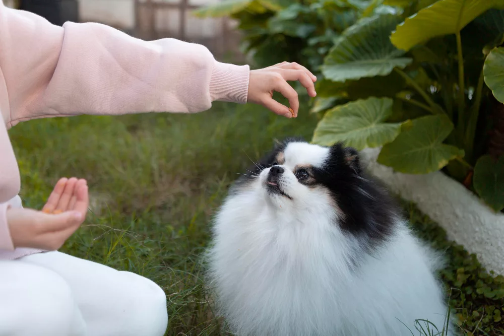 Cannabidiol pour chien : guide sur l'huile CBD pour nos compagnons 4 produits cannabidiol chiens