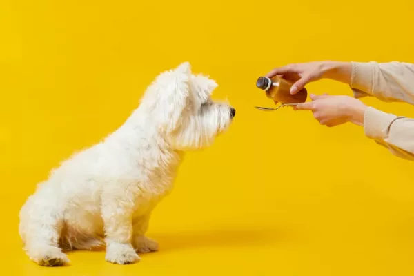 cannabidiol für hunde: ein leitfaden zu cbd-öl für unsere vierbeiner