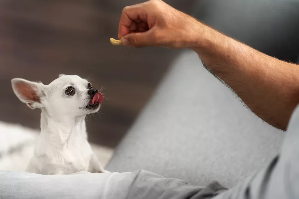 Cannabidiol pour chien : guide sur l'huile CBD pour nos compagnons 1 cannabidiol chien