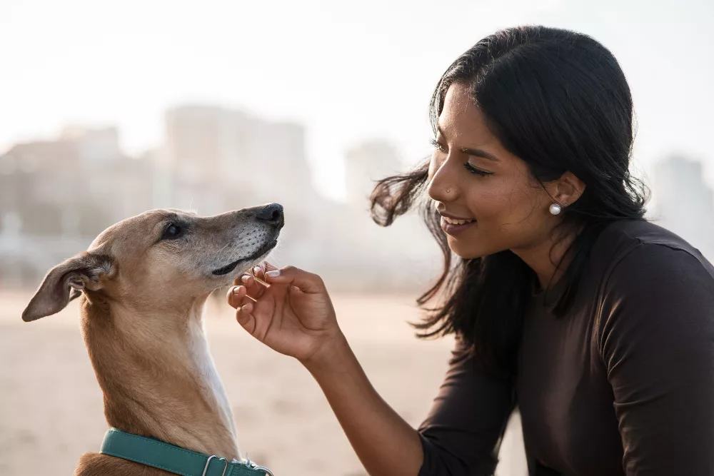 Cannabidiol pour chien : guide sur l'huile CBD pour nos compagnons 3 comment choisir un cannabidiol pour chien