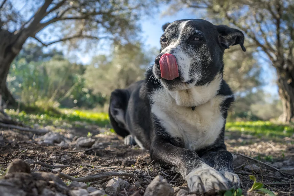 Cannabidiol pour chien : guide sur l'huile CBD pour nos compagnons 2 huile cannabidiol chien
