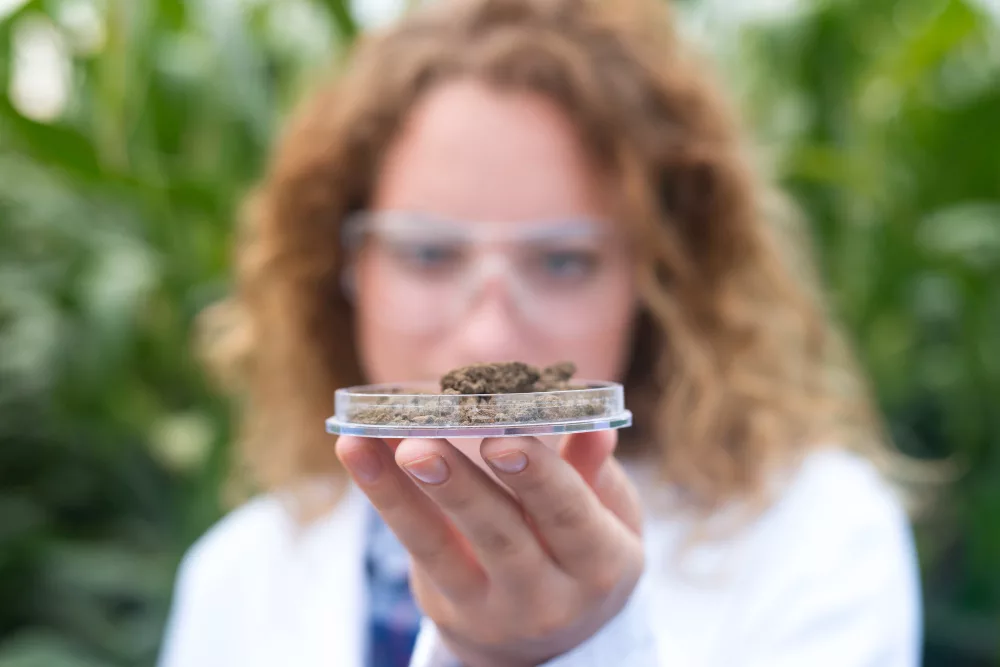 est-ce que le CBD est légal