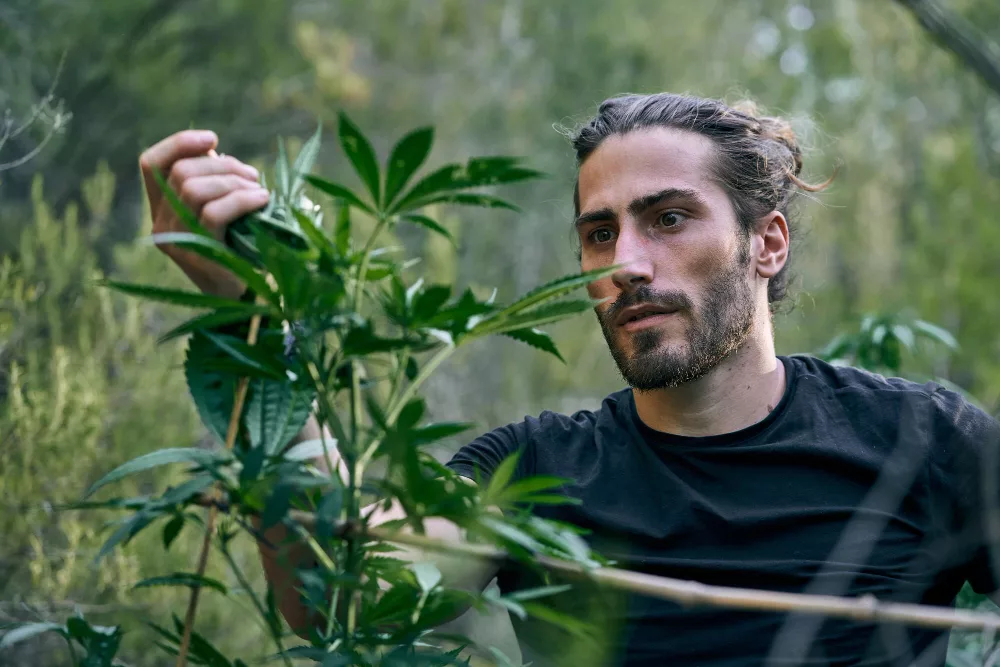 cannabidiol bio