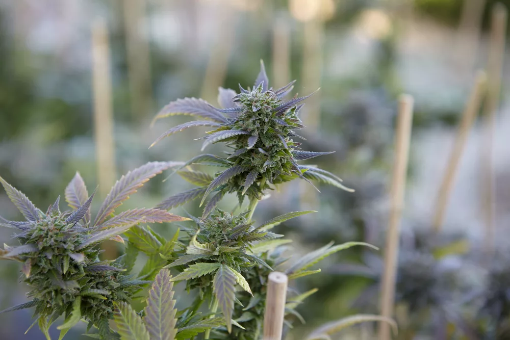 cannabis médical prix