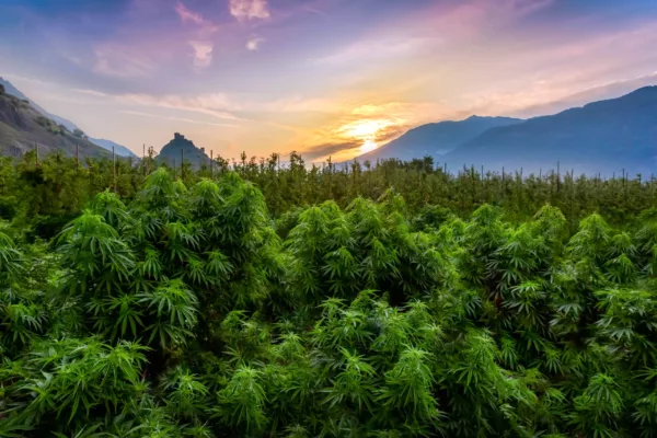 CBD bio suisse : guide d&rsquo;achat, qualité et réglementation (2026)