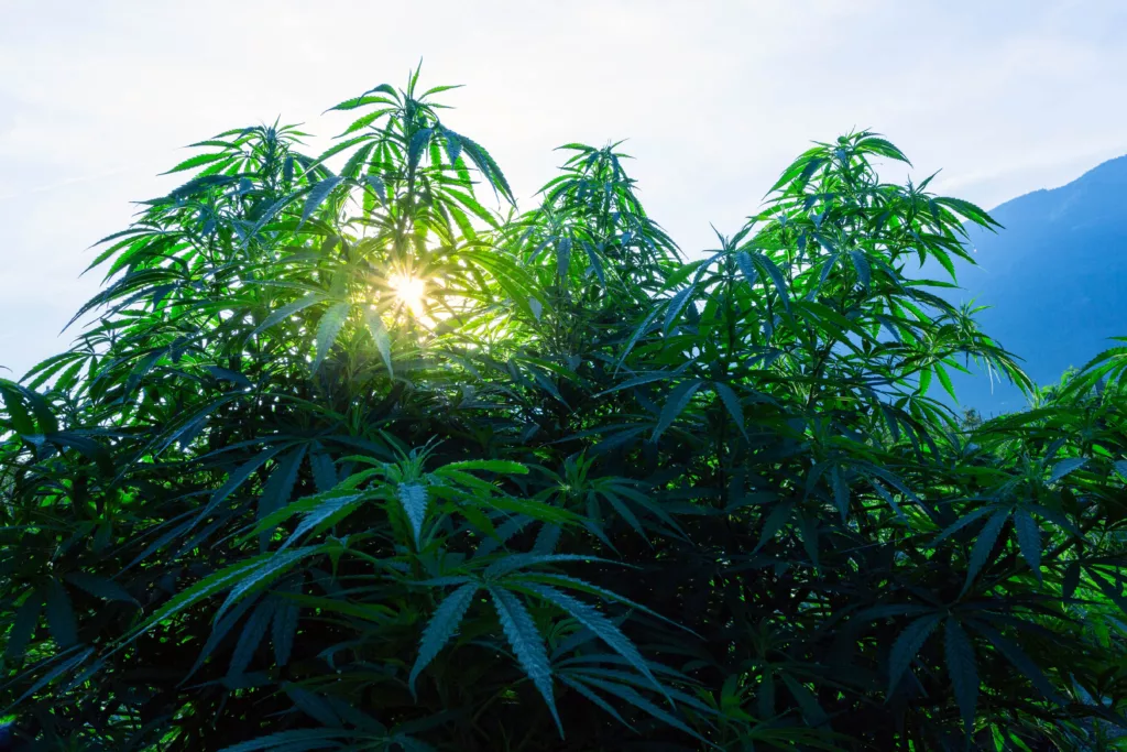 CBD bio suisse : guide d'achat, qualité et réglementation (2026) 1 culture chanvre naturalpes