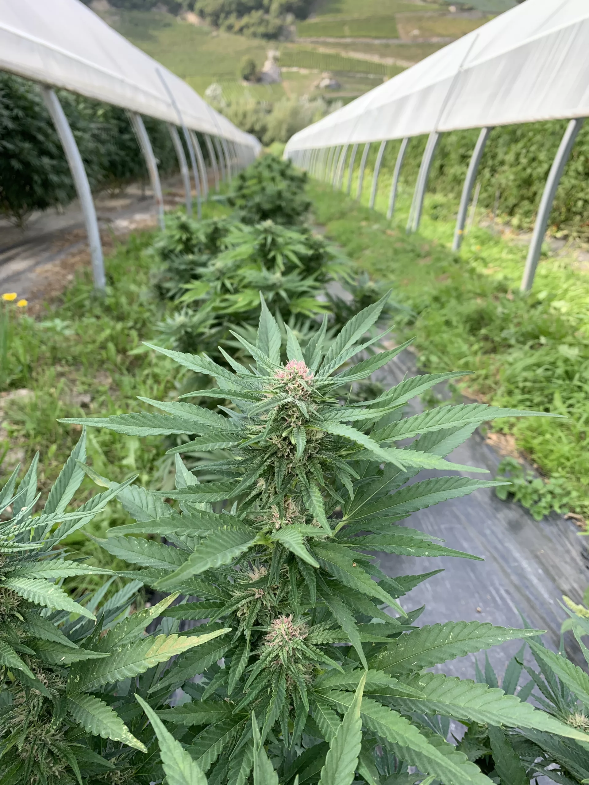 Chanvres suisse Naturalpes